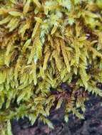 Image of hypnum moss