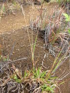 Image of golden false beardgrass