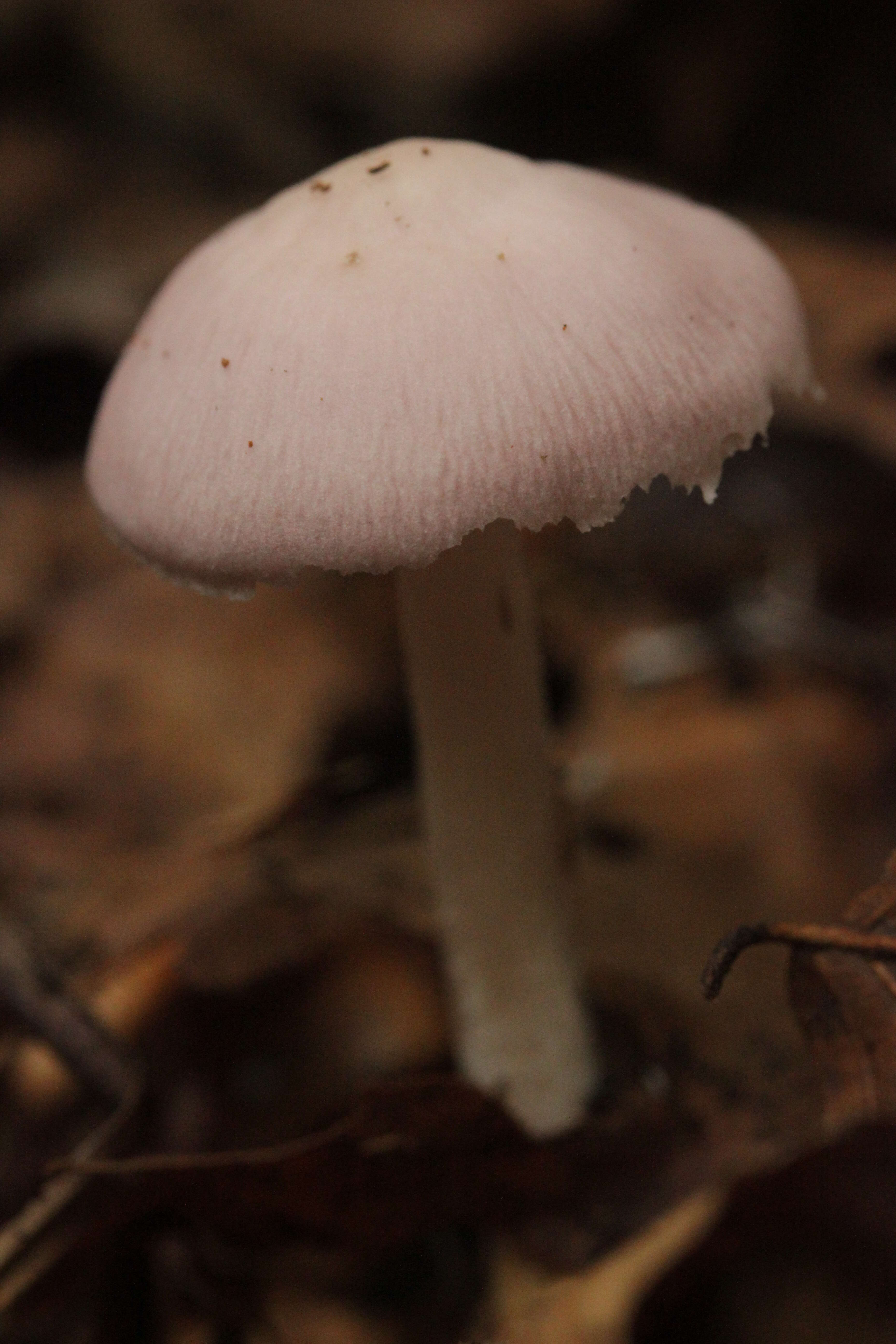 Image of Mycena rosea Gramberg 1912