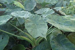 Imagem de Alocasia macrorrhizos (L.) G. Don