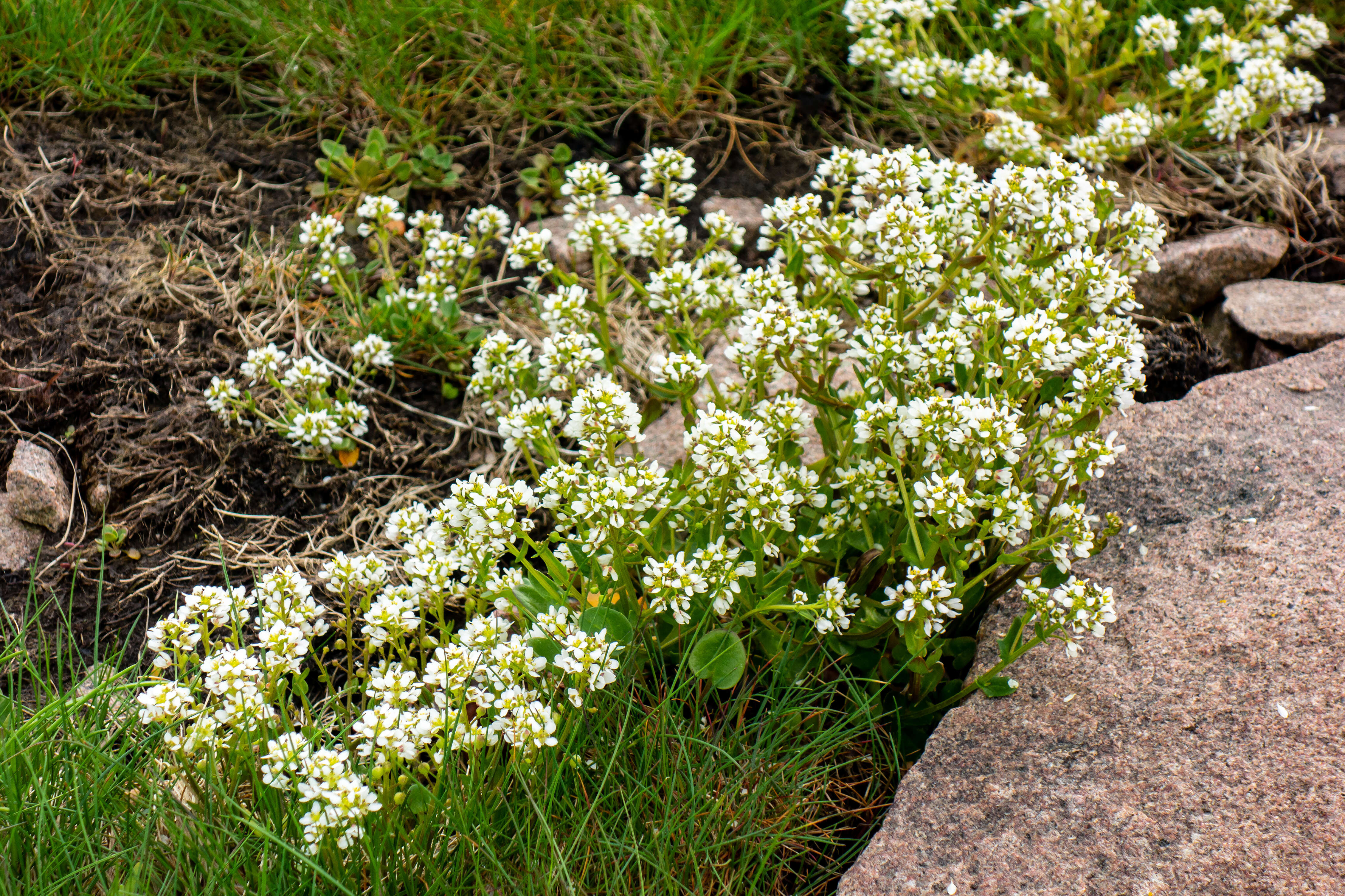 Image of early scurvygrass