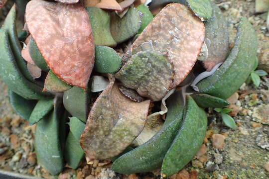 Image of Gasteria nitida var. armstrongii (Schönland) van Jaarsv.