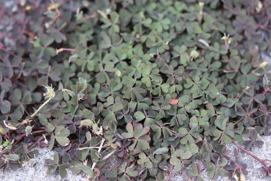 Image of creeping woodsorrel