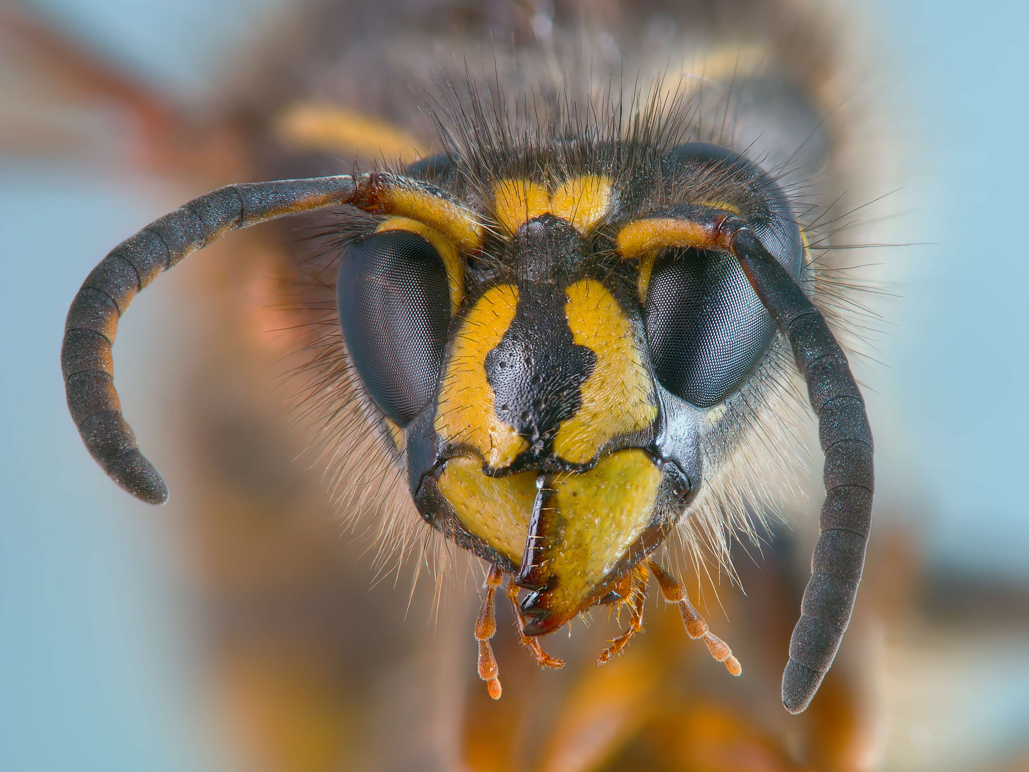 Image of Dolichovespula