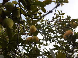 Image of guava