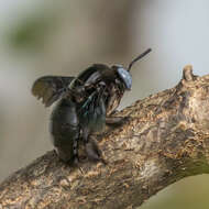 Image of Xylocopa latipes (Drury 1773)