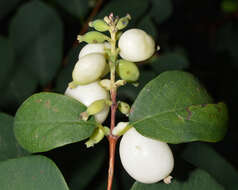 Image of common snowberry