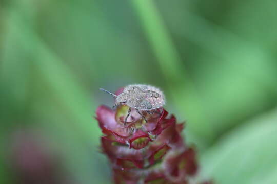 Image of sloe bug