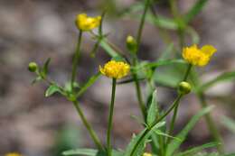 Image de Ranunculus cassubicus L.