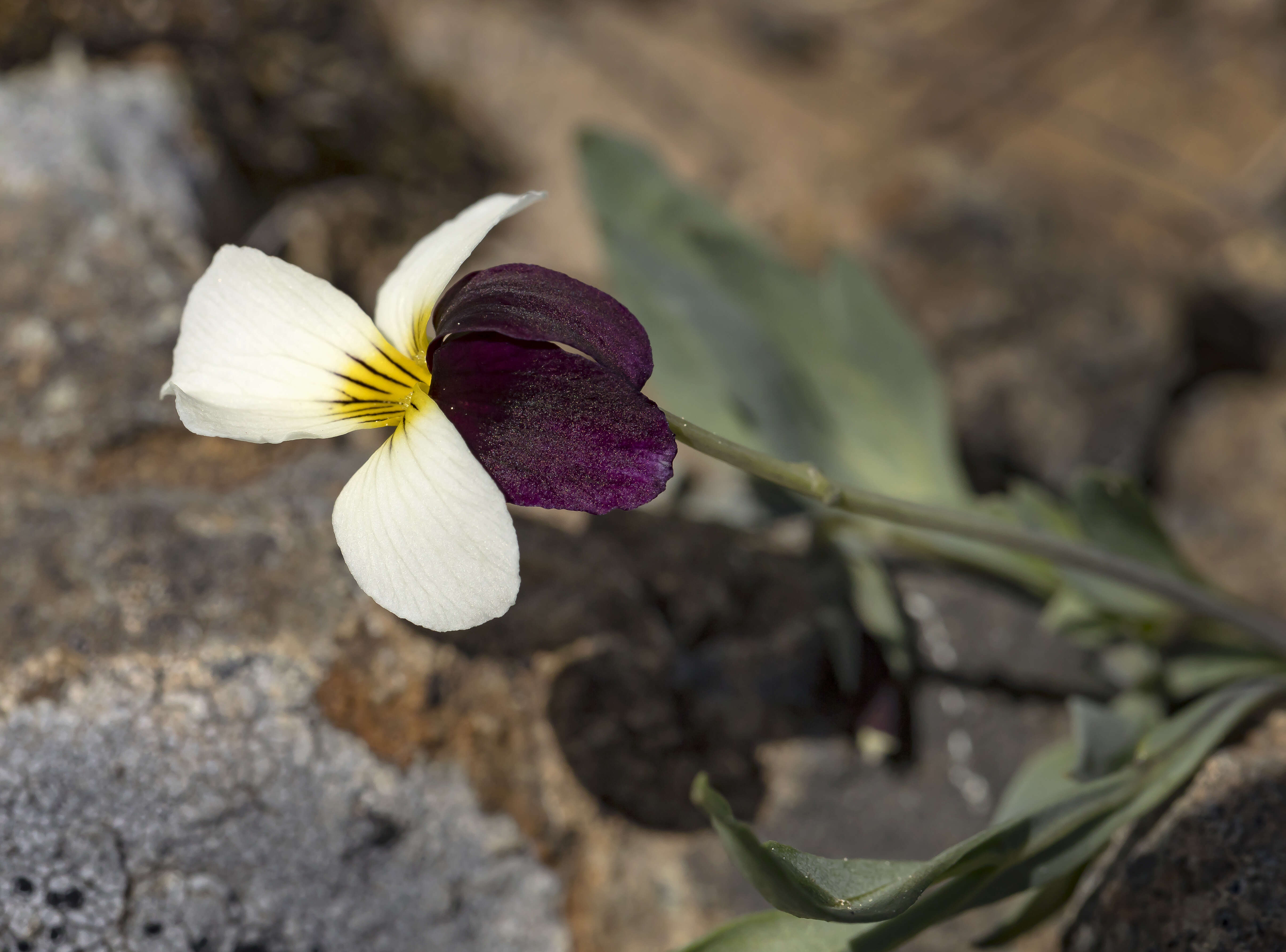 Image of Oregon violet