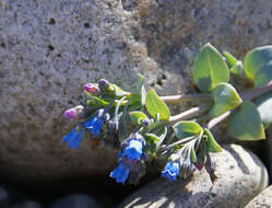 Image of oysterleaf