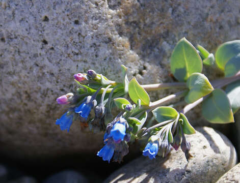 Mertensia maritima (L.) S. F. Gray resmi