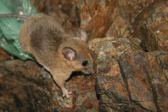 صورة Peromyscus madrensis Merriam 1898