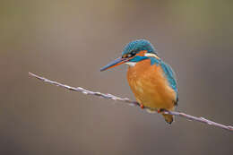 Image of Common Kingfisher