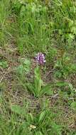 Image of Military orchid