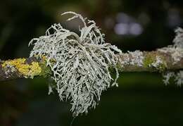 Imagem de Ramalina farinacea (L.) Ach.