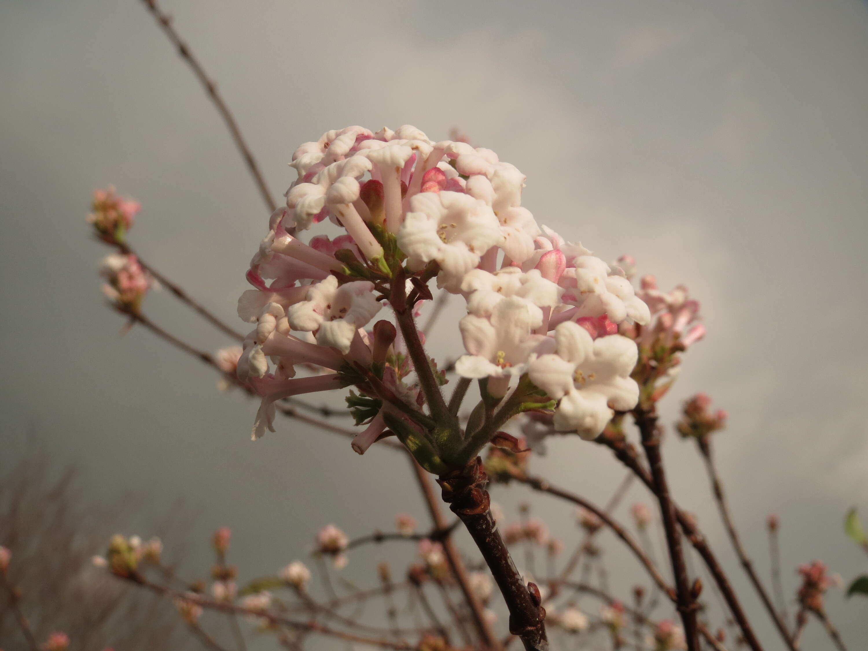 Sivun Viburnum × bodnantense kuva