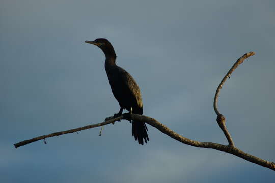 Image of Neotropic Cormorant