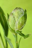 Imagem de Genista tinctoria L.