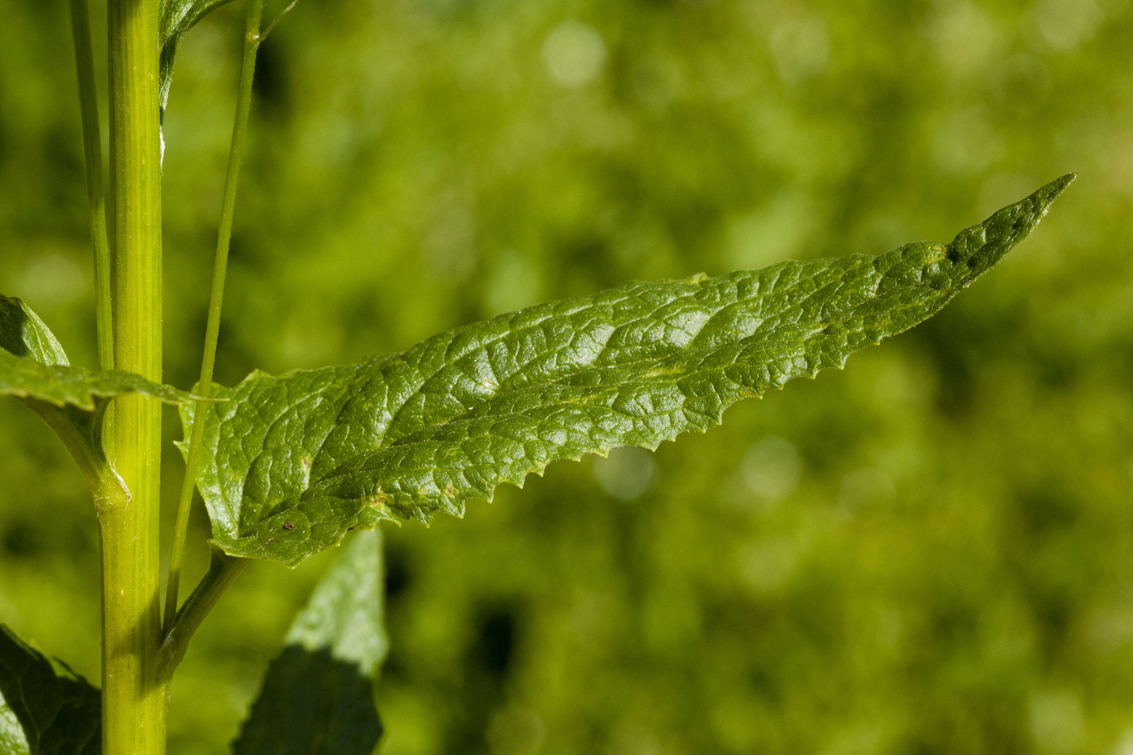 Imagem de Senecio triangularis Hook.