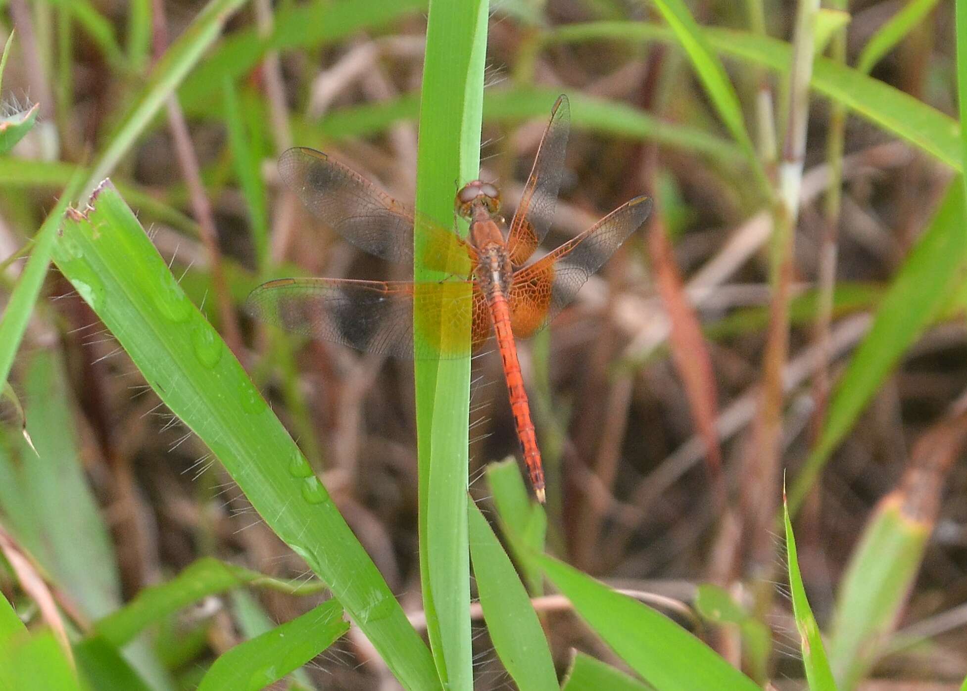 Image of Neurothemis intermedia (Rambur 1842)