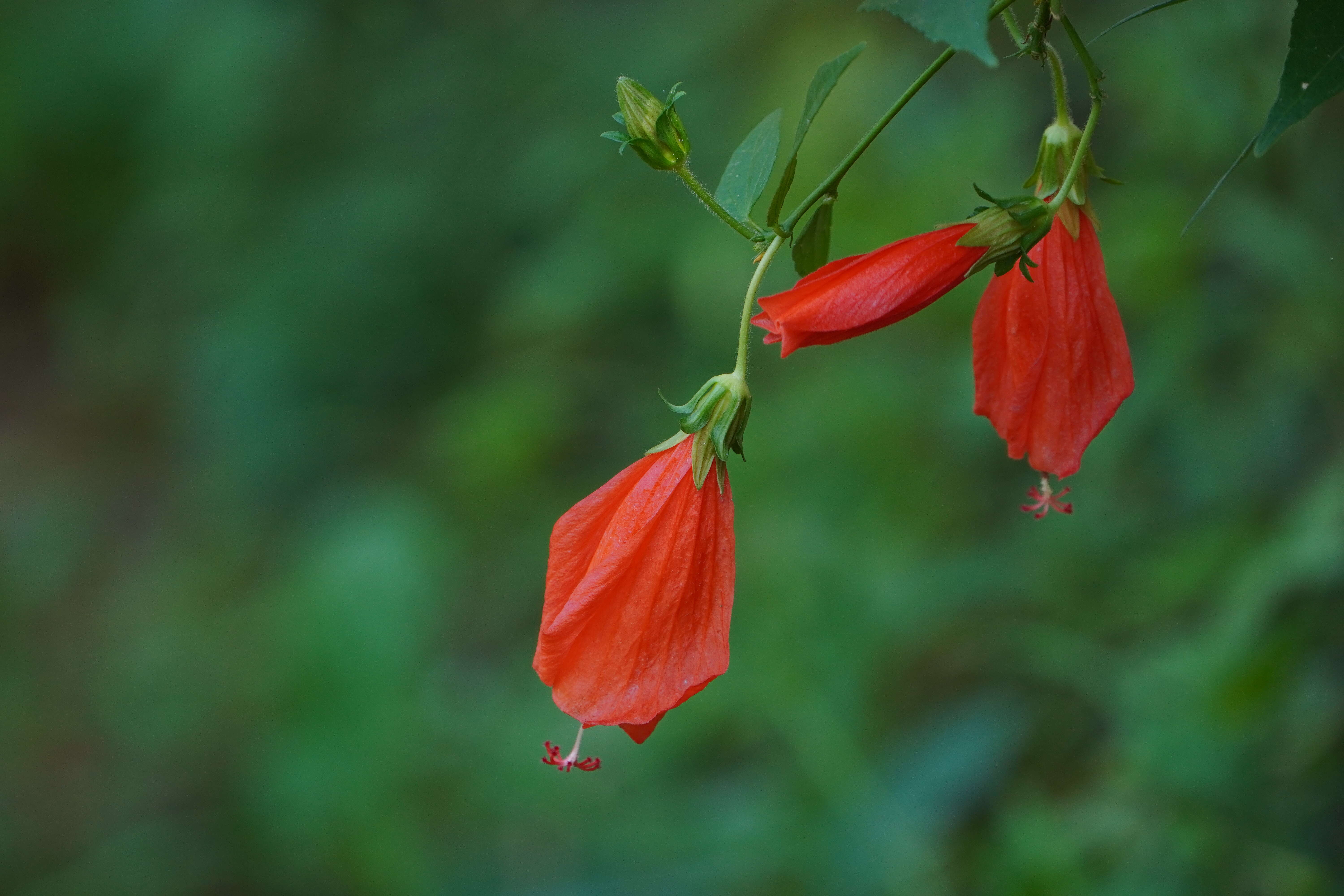 Image de Malvaviscus arboreus Cav.