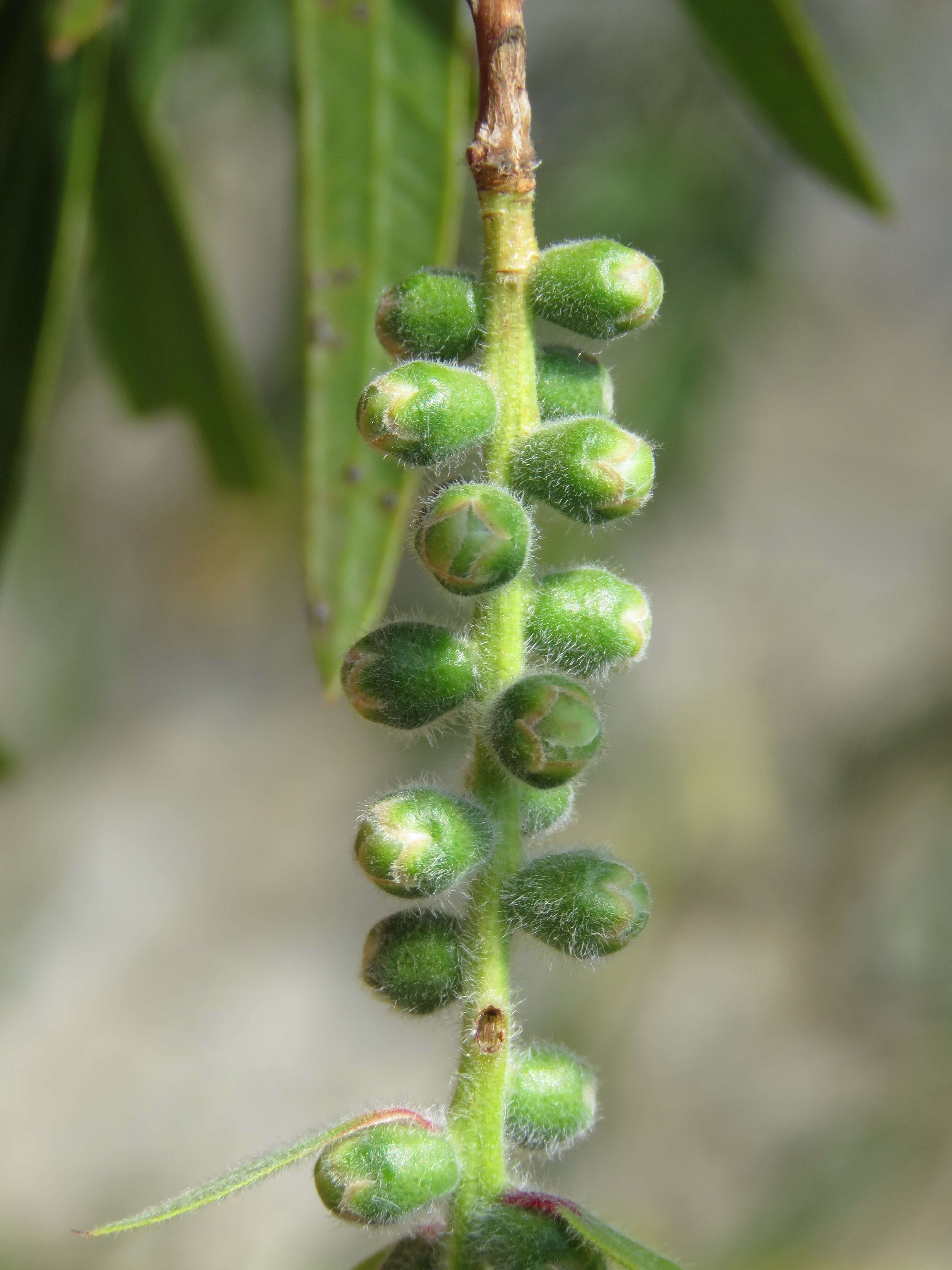 صورة Callistemon citrinus (Curtis) Skeels