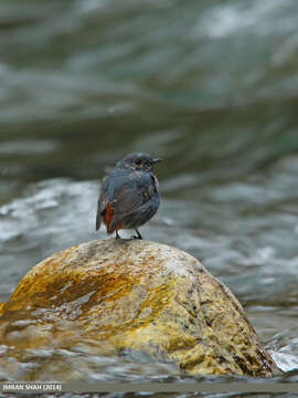 Image of Plumbeous Water Redstart