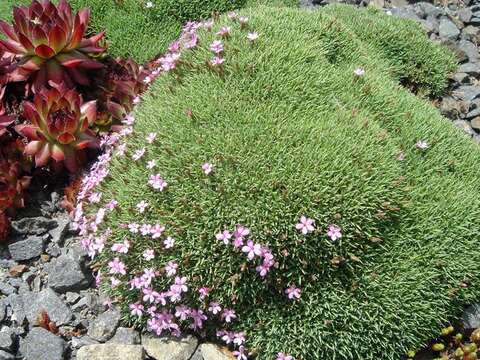 Imagem de Dianthus anatolicus Boiss.