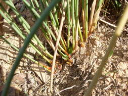 Image of Juncus australis J. D. Hook.