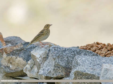 Image of Tree Pipit