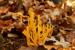 Imagem de Calocera viscosa (Pers.) Fr. 1821