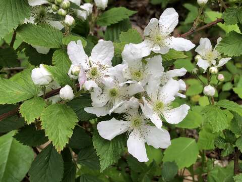 Imagem de Rubus allegheniensis Porter