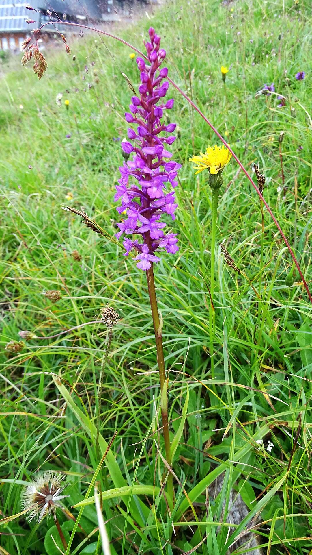 Image of fragrant orchid