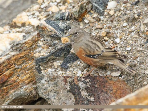 Image of Alpine Accentor