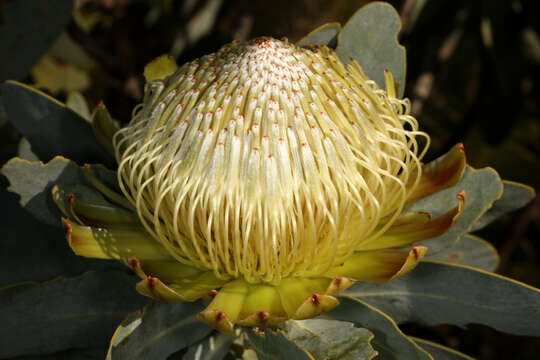 Image de Protea nitida Mill.