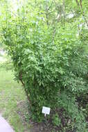 Image of Fiveleaf aralia