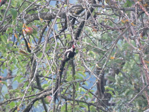 Image of Syrian Woodpecker