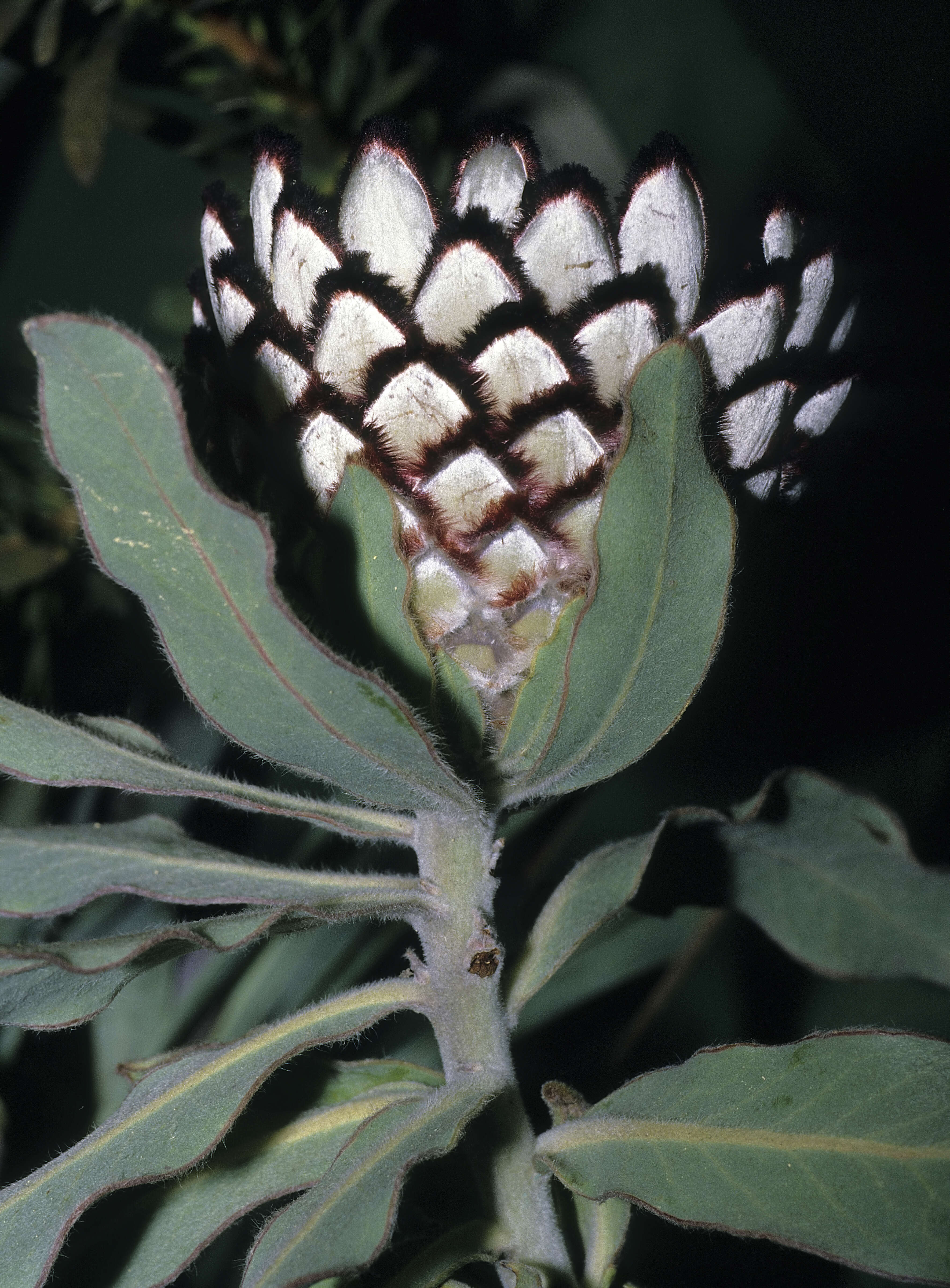 Plancia ëd Protea holosericea (Salisb. ex Knight) Rourke