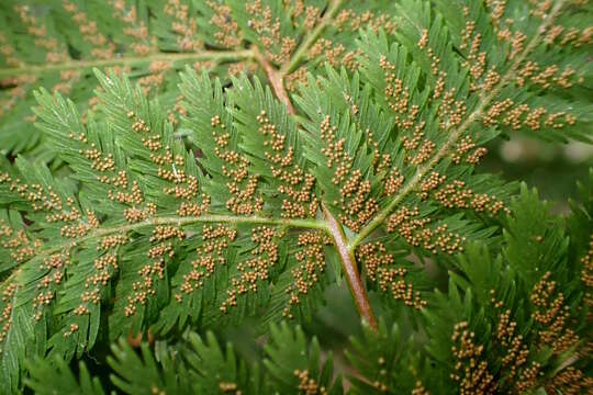 Image of single crepe fern