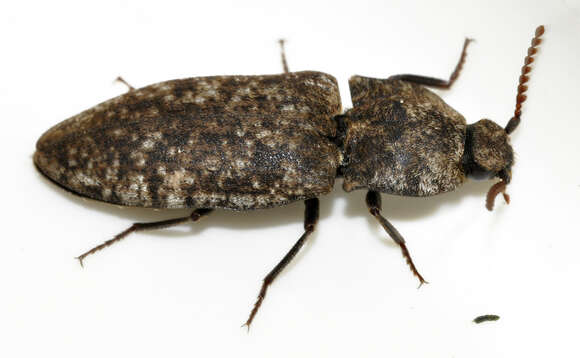 Image of Agrypnus murinus