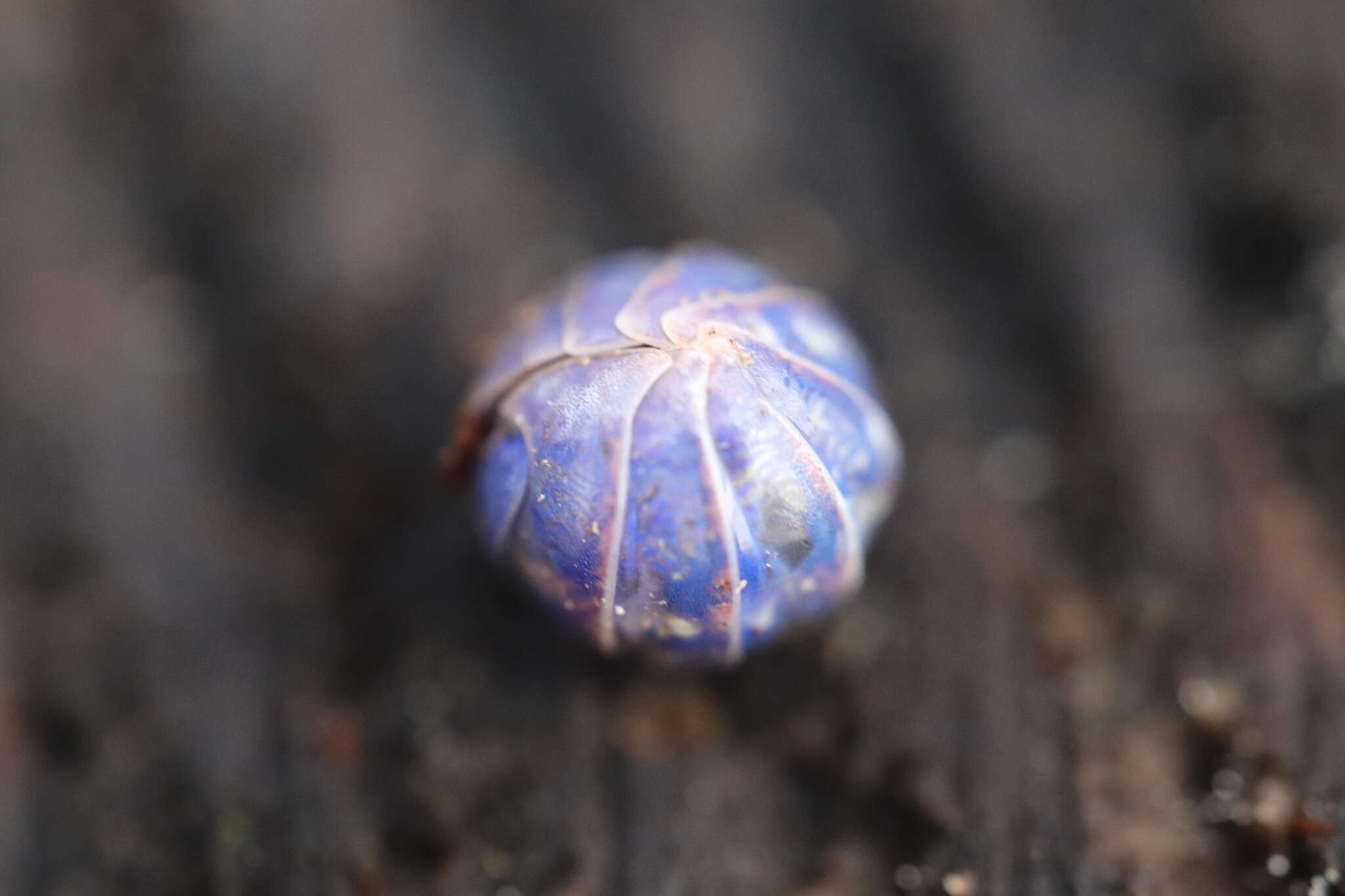 Image of Pill woodlouse