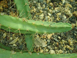 Image of Lady-finger Cactus