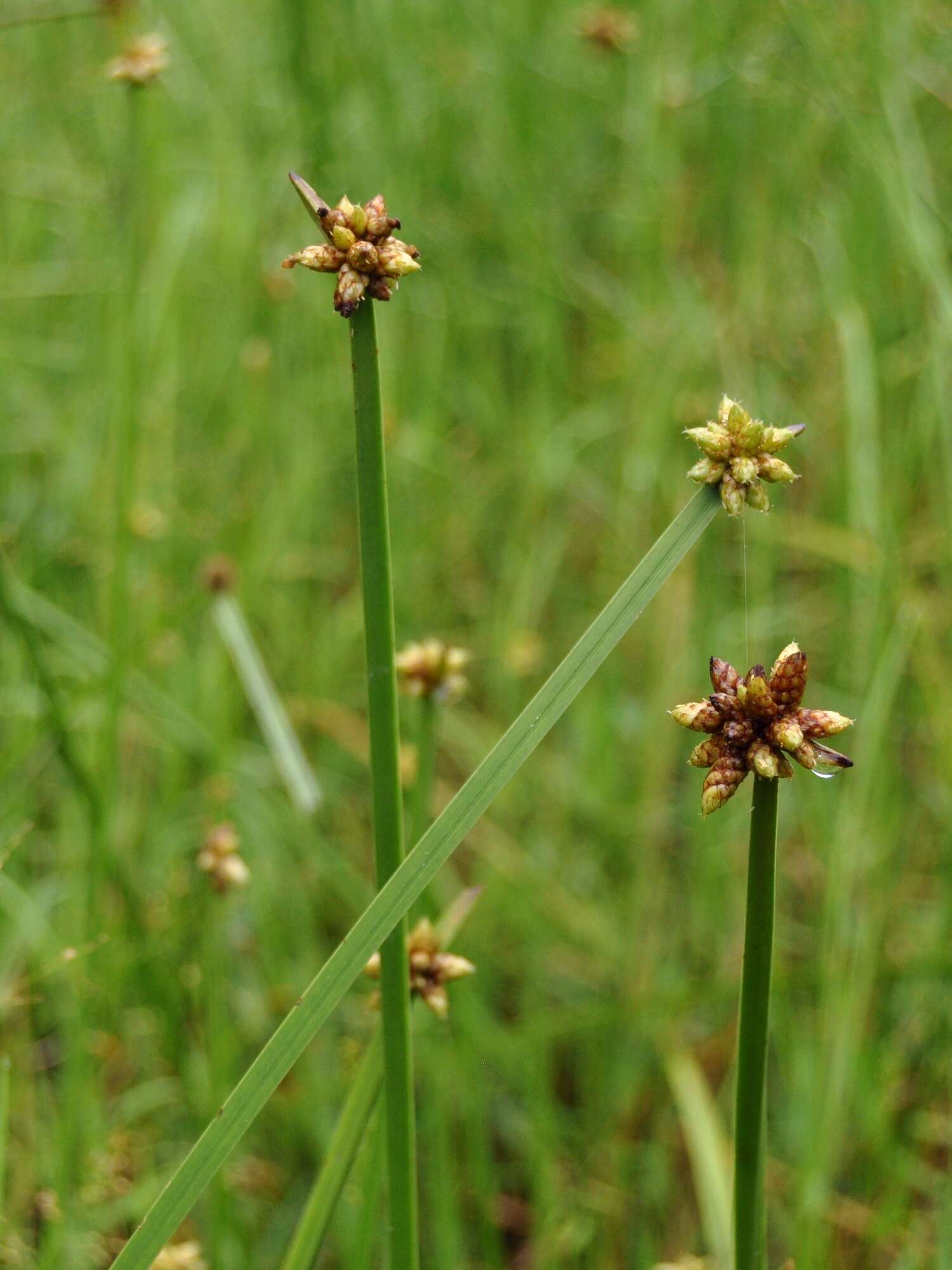 Sivun Schoenoplectiella mucronata (L.) J. Jung & H. K. Choi kuva