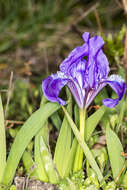 Plancia ëd Iris pumila L.