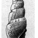 Image of Famelica scipio (Dall 1889)