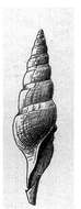 Image of Famelica scipio (Dall 1889)