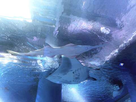 Image of Dwarf Sawfish