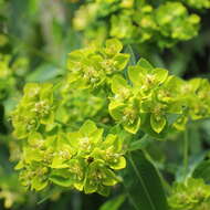 Image of Euphorbia azorica Hochst.