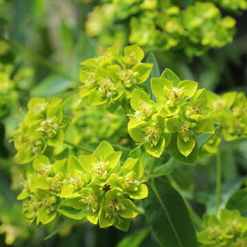 Слика од Euphorbia azorica Hochst.